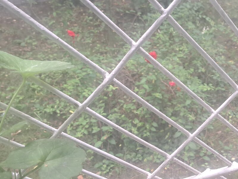 Brancoveanu, ap. 2 cam., parter inalt/4 mobilat, particular.